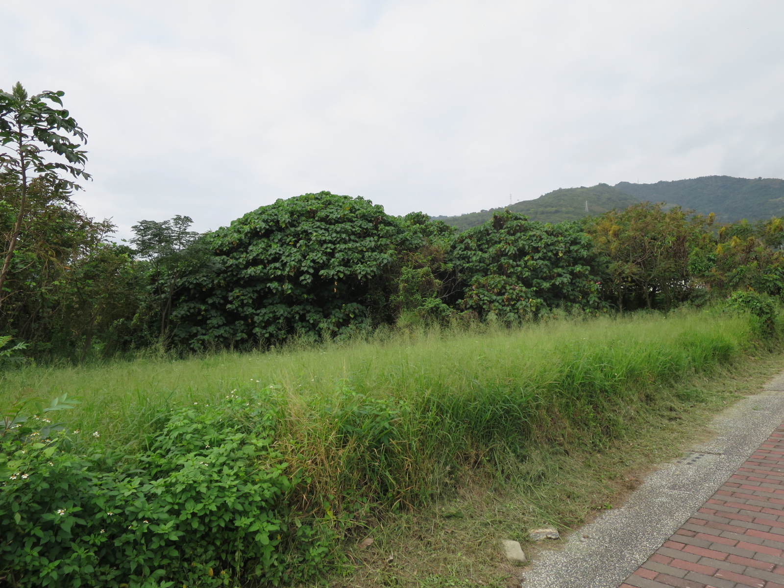 太麻里鄉土地