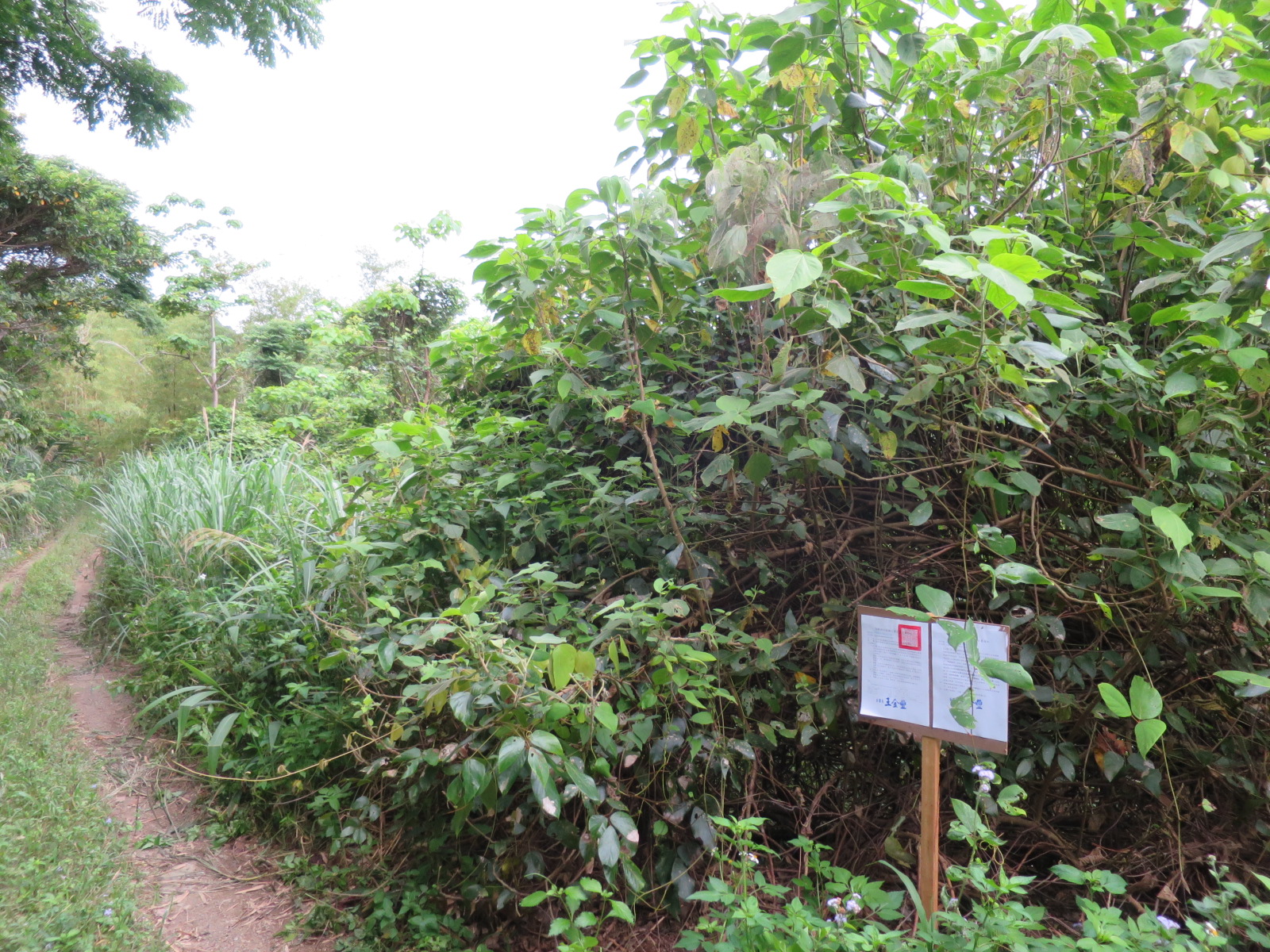 4.大武鄉大鳥段土地