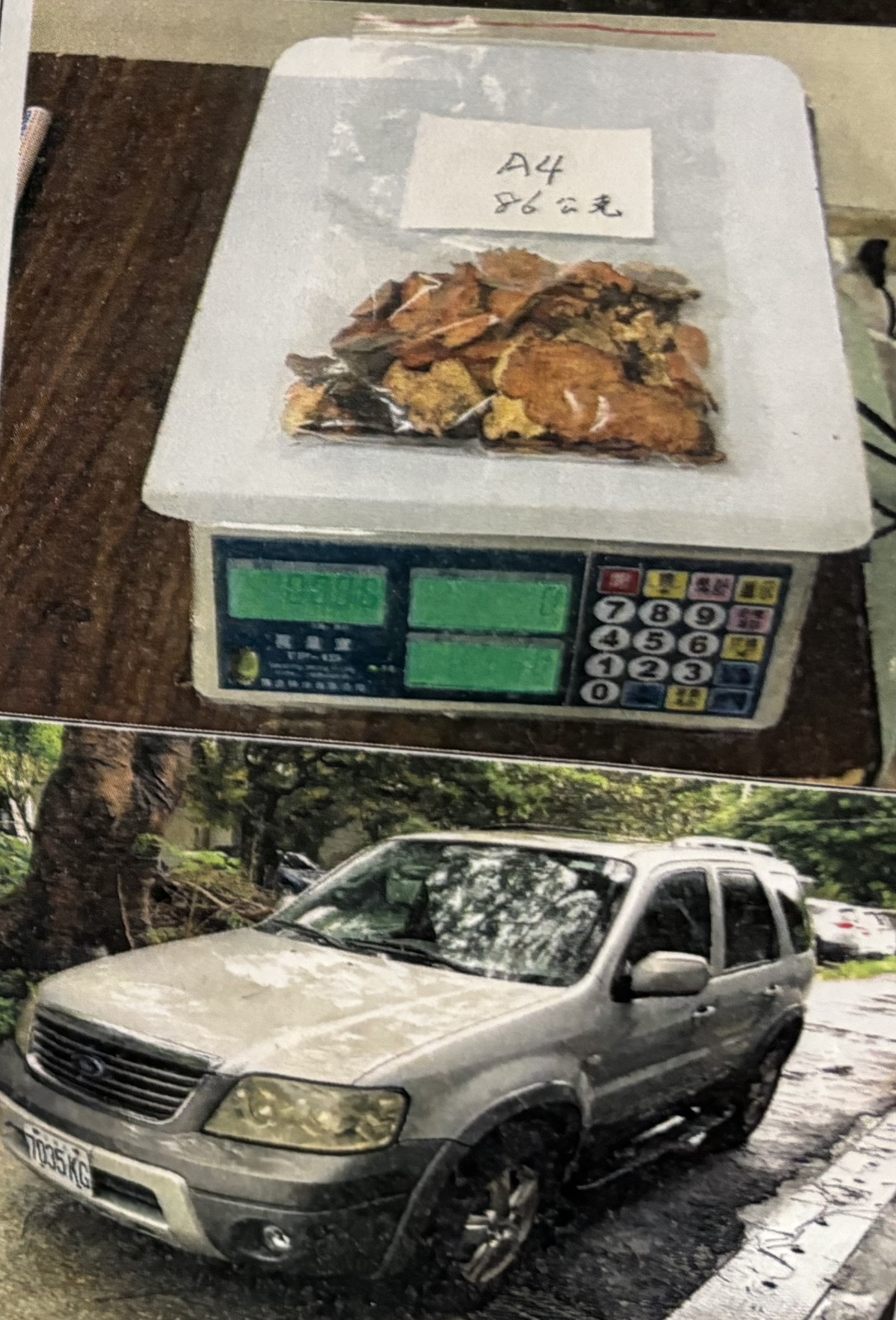 1.高姓被告盜採的牛樟芝及犯罪車輛