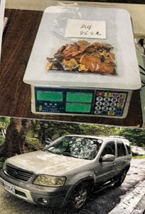 高姓被告盜採的牛樟芝及犯罪車輛